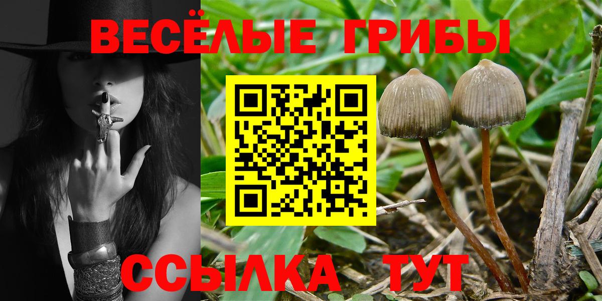 Галлюциногенные грибы Psilocybe Кимовск